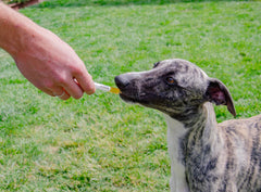 4CYTE Epiitalis Forte: salud del cartílago en perros