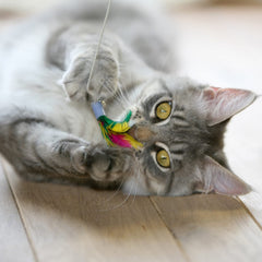 AcceLeah pluma reemplazo azul, colores brillantes para despertar la curiosidad