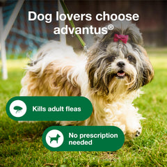 Advantus perro acepta la pastilla sin esfuerzo