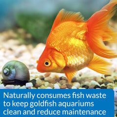 API GOLDFISH PROTECT: minerales trazas añadidos para un entorno más estable.
