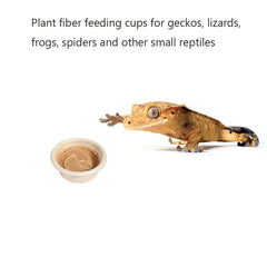 AUTSEEYS pack-100-tazas-alimentacion-geckos repuesto rápido para mascotas
