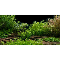 AWERT fondo acuario rio lecho y plantas, aporta profundidad y realismo.