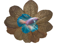 Awesome Aquatic taninos-en-agua-negra: hojas Catappa para acuario, favorecen un entorno más suave.