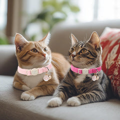 Babole Pet collar corduroy con cierre de liberación seguro.