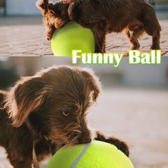 Banfeng pelota-tenis-perro-grande-usos-deportivo, ideal como complemento de rutinas para perros.