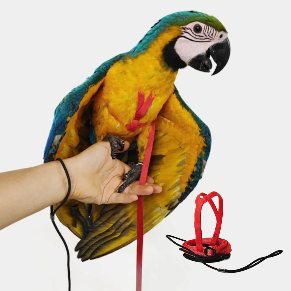 Barn Eleven arnés ajustable para aves con correa de 78,7 pulgadas, ideal para entrenamientos al aire libre.