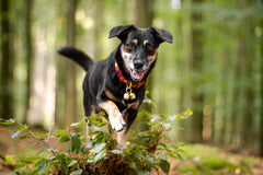 Beau's Bells sonido claro: campana audible a distancia para mascotas.
