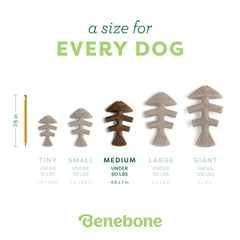 Benebone mordant-dur: jouet robuste pour mordeurs agressifs et durable.