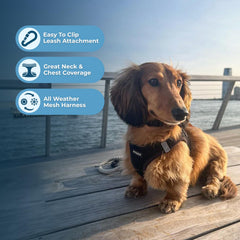 Voyager Best Pet Supplies harnais-bandes-reflechissantes, meilleure visibilité.