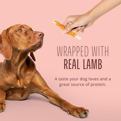 Chien profitant des torsades Better Belly – récompense savoureuse et facile à digérer.