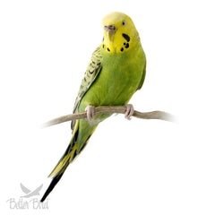 Better Bird uso diario con cambios de comida y agua fresca