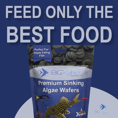 BIG KAHUNA TROPICAL FISH algas-en-bote-presentacion-16oz: almacenamiento cómodo y práctico.
