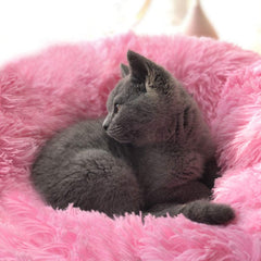 Gato dormido en cama BODISEINT para siestas tranquilas.