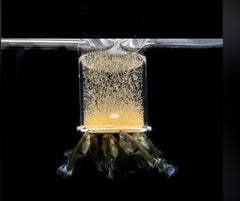 Bubble Magus: alimento vivo para peces tropicales en acuario.