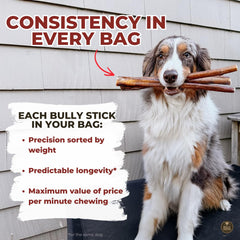 Bully Bunches palitos jumbo 12 pulgadas duraderos: ideales para perros grandes durante la sesión de juego.