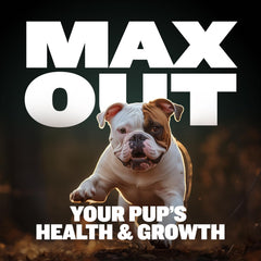 Bully Max 2-en-1 con probioticos para salud digestiva de cachorros.