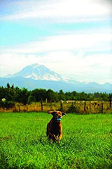 Pelota de caucho duradera para perros activos en exterior