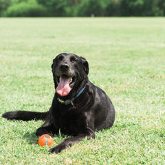 Chuckit! bola de tenis naranja y azul, fácil de ver para el juego al aire libre