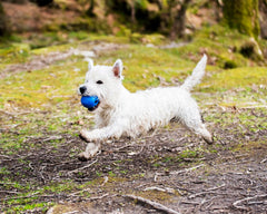 Chuckit Crunch Ball, diamètre 2,5 pouces compatible avec les lanceurs moyens.