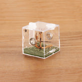 Crapelles habitat arana micro 360 grados para observarla sin molestar