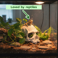 CTWPets adorno cráneo sumergido, diseño duradero que permanece en el fondo del acuario