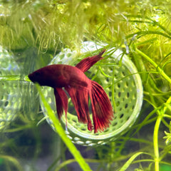 CTWPets refugio para peces pequeños y camarones, ambiente seguro.