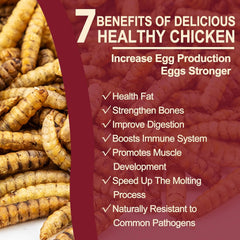 DE AVILA larvas secas para aves silvestres: snack nutritivo y natural.