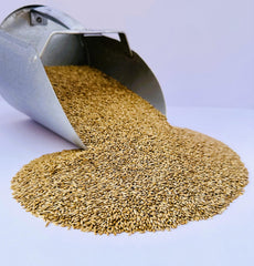 Semilla de canario Desert Valley en bolsa de 10 lb para comederos.