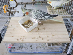 Dnoifne-medidas-perfectas-plataforma-pajaro: espacio para varias aves.