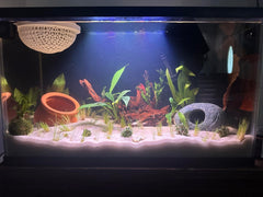 emours Madera flotante para acuario, textura natural, ofrece refugio para peces pequeños.