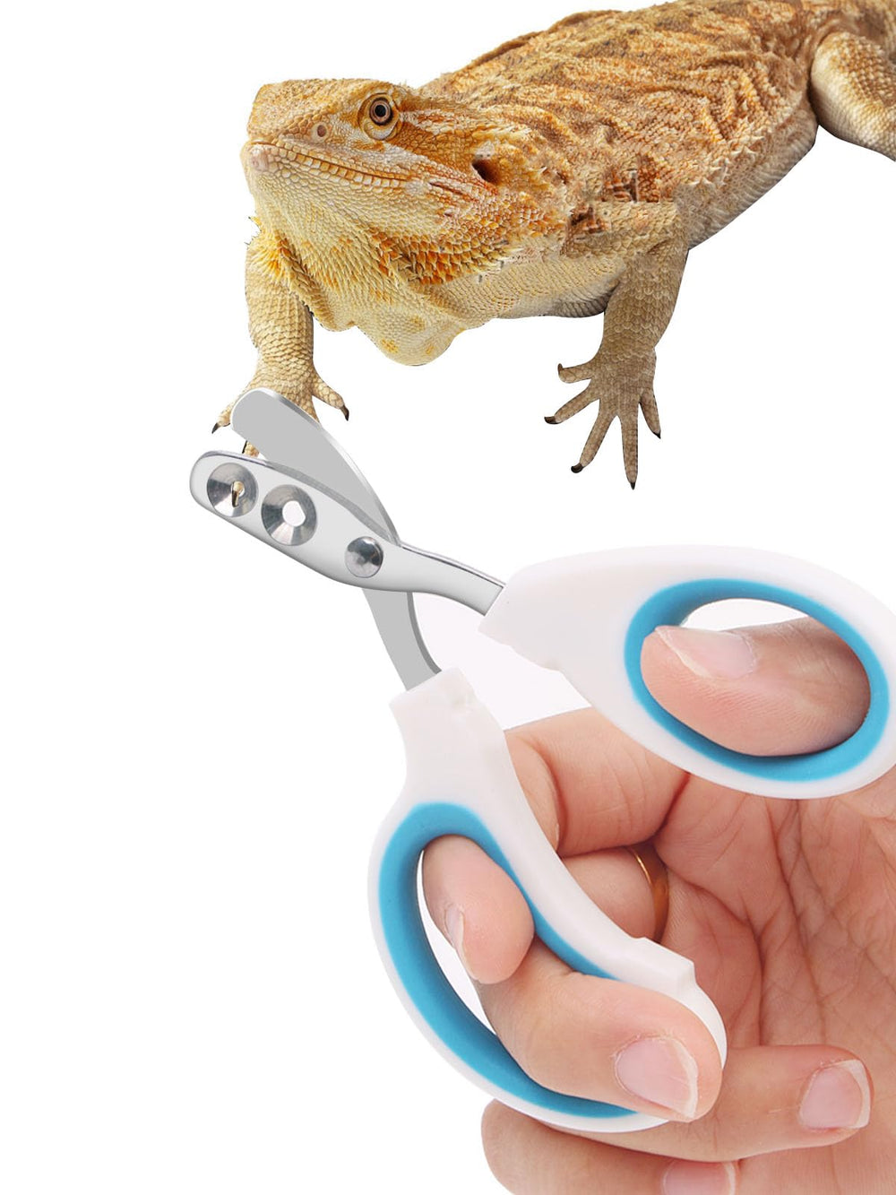 Tijeras Engorgio para dragón barbudo, acero inoxidable y precisión para recortes precisos.