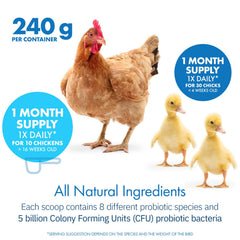 Pollo recibiendo dosis diaria de HealthGut Probiotics espolvoreada
