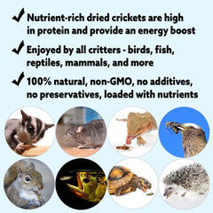 Grillos secos en cuenco por Exotic Nutrition, snack proteico para aves y mascotas