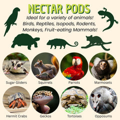 Nectar Pods Exotic Nutrition, fruta exótica para mamíferos pequeños.