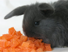 Papaya Treat de Exotic Nutrition: porciones controladas para premios