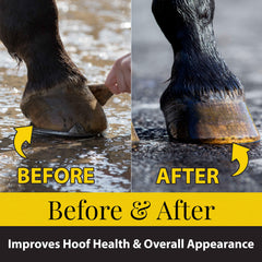 Casco con acabado semibrillante gracias a Fiebing's para pezuñas bien cuidadas.