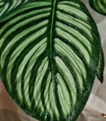 FLmoving planta decorativa ofrece zonas de ocultamiento para reptiles