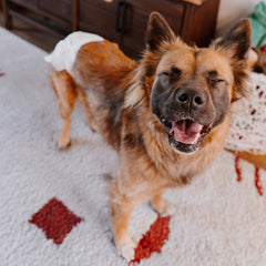 Four Paws Wee-Wee: protección contra derrames de 12 horas para perros activos.