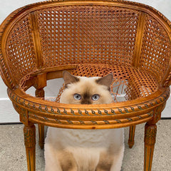 Gato adulto disfruta croquetas Fromm Peso Saludable Oro en su plato