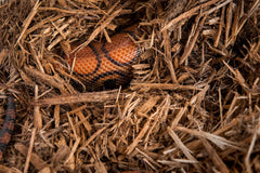 Galapagos Ciprés Tank Mulch: textura de pedacitos que favorece hábitos de alimentación