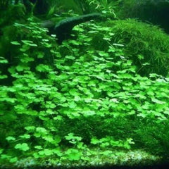 Genérico Lucky Grass hojas diminutas para un efecto verde suave.
