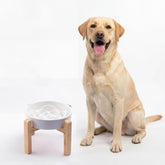 Generic tazon ceramico alimentador lento para perros medianos y grandes