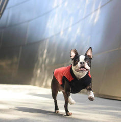 Gooby Chaleco de Moda para Perro Morado, dos anillos en D, facilita paseos sin arnés