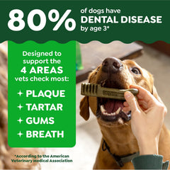 Perro mayor 7 años con Greenies tamaño pequeño masticando para cuidado dental.