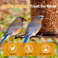 Gusanos Hatortop para aves silvestres, natural y nutritivo para plumaje
