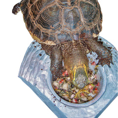 Healthy Herp envase grande alimento tortuga: facilita servir y almacenar.