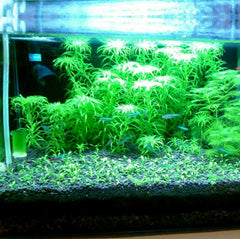 Hewnda substrato acuario 2lb, cama porosa visible facilita la aireación