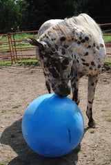 Sesión al aire libre con bola mega de Horsemen's Pride para caballos.