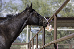 Horsemen's Pride bloque sal Himalaya con cuerda brinda apoyo nutritivo y evita el aburrimiento