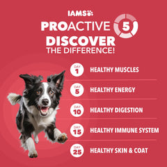 IAMS Alimento seco para perro con cordero y arroz, croquetas en tazón para cada comida